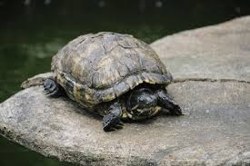 Attēlu rezultāti vaicājumam “Reptilia”