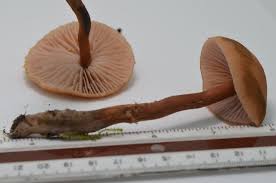 Attēlu rezultāti vaicājumam “Collybia acervata”