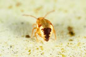 Attēlu rezultāti vaicājumam “Cabera pusaria male”