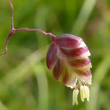 Attēlu rezultāti vaicājumam “Briza media flower”