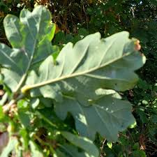 Attēlu rezultāti vaicājumam “Quercus robur Fastigiata leaf”