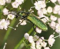 Attēlu rezultāti vaicājumam “Chrysanthia viridissima”
