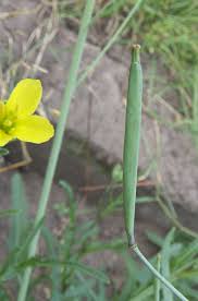 Attēlu rezultāti vaicājumam “Diplotaxis tenuifolia bud”