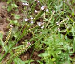 Image result for Verbena officinalis