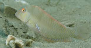 Image result for Xyrichtys novacula