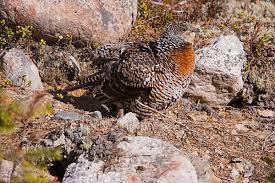 Attēlu rezultāti vaicājumam “Tetrao urogallus female”