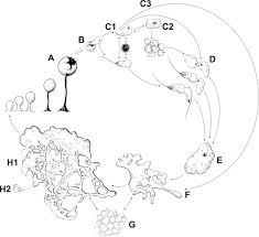 Attēlu rezultāti vaicājumam “Colloderma sp.”