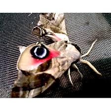 Attēlu rezultāti vaicājumam “Smerinthus ocellata”