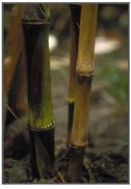 Attēlu rezultāti vaicājumam “Comatricha fragilis stalked”