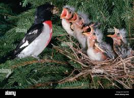 Image result for Pheucticus ludovicianus