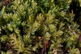 Attēlu rezultāti vaicājumam “Plagiochila porelloides”