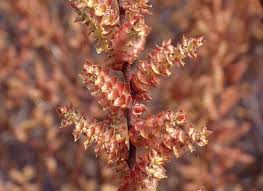 Attēlu rezultāti vaicājumam “Myrica gale male flower”
