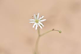Attēlu rezultāti vaicājumam “Stellaria longifolia leaf”