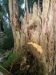 Attēlu rezultāti vaicājumam “Fuligo laevis”