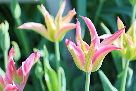 Attēlu rezultāti vaicājumam “Tulipa gesneriana flower”