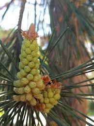 Attēlu rezultāti vaicājumam “Pinus sylvestris male flower”