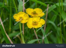 Attēlu rezultāti vaicājumam “Ranunculus lingua leaf”