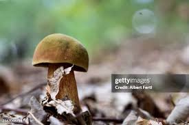 Attēlu rezultāti vaicājumam “Boletus luridus”