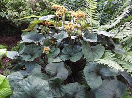 Attēlu rezultāti vaicājumam “Bayeriola thymicola”