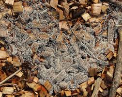 Attēlu rezultāti vaicājumam “Diachea muscorum young”