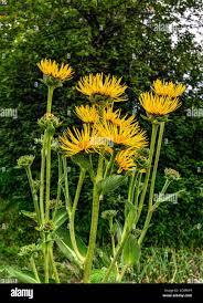 Attēlu rezultāti vaicājumam “Inula helenium”