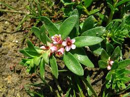 Attēlu rezultāti vaicājumam “Glaux maritima”