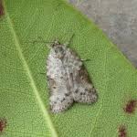 Attēlu rezultāti vaicājumam “Nycteola sp.”