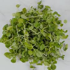 Image result for Brunnenkresse