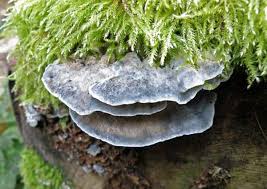 Attēlu rezultāti vaicājumam “Postia”