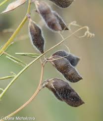 Attēlu rezultāti vaicājumam “Vicia hirsuta fruit”