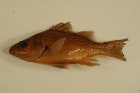 Image result for Morone americana