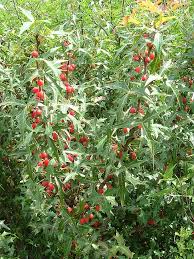 Attēlu rezultāti vaicājumam “Berberidaceae”
