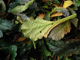 Attēlu rezultāti vaicājumam “Erysiphe galeopsidis”