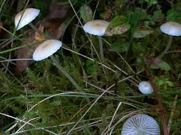 Attēlu rezultāti vaicājumam “Mycena filopes”