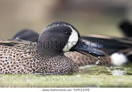 Image result for Anas discors