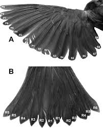 Image result for Seiurus aurocapilla