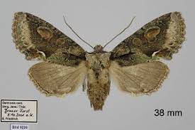 Attēlu rezultāti vaicājumam “Allophyes oxyacanthae”