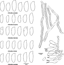 Attēlu rezultāti vaicājumam “Antrodia malicola”