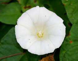 Attēlu rezultāti vaicājumam “Calystegia sepium flower”