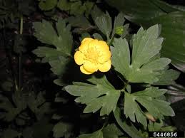 Attēlu rezultāti vaicājumam “Ranunculus repens flower”