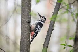 Attēlu rezultāti vaicājumam “Dendrocopos leucotos”