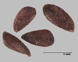 Attēlu rezultāti vaicājumam “Lythrum salicaria fruit”