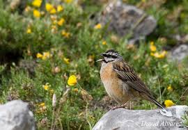 Image result for Emberiza cia