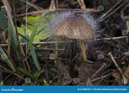 Attēlu rezultāti vaicājumam “Spinellus fusiger”