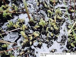 Attēlu rezultāti vaicājumam “Hamatocaulis lapponicus”