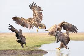 Attēlu rezultāti vaicājumam “Haliaeetus albicilla adult”