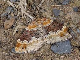 Attēlu rezultāti vaicājumam “Xanthorhoe spadicearia”