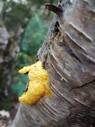 Attēlu rezultāti vaicājumam “Fuligo licentii spores”