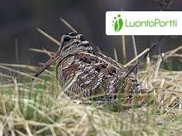 Attēlu rezultāti vaicājumam “Scolopax rusticola nest”