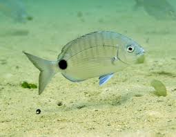 Image result for Diplodus capensis